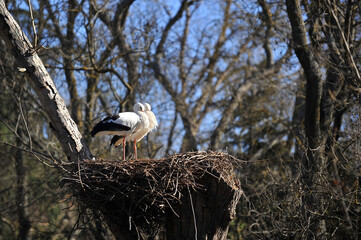 Two storks on the nest in the edge of forest