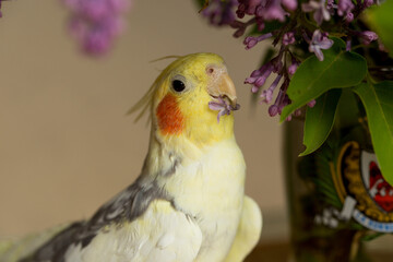 A yellow corella parrot with red cheeks and long feathers