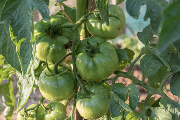 Tomates encañados aun sin madurar en un huerto ecológico
