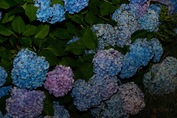 梅雨時に咲くアジサイの花