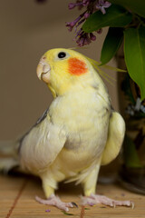A yellow corella parrot with red cheeks and long feathers