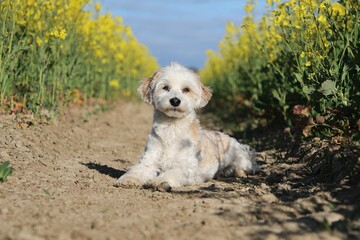 small havanese dog is lyin in a yellow rape seed field