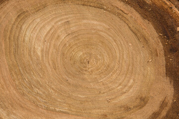 Fototapeta na wymiar a piece of wood the natural wood background, wooden