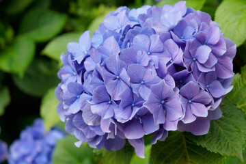 梅雨時に咲く、薄紫色のアジサイの花