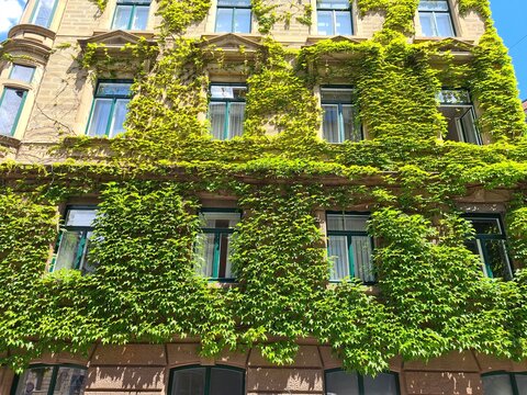 efeu an einem wohnhaus