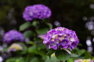 梅雨時に咲く、薄紫色のアジサイの花