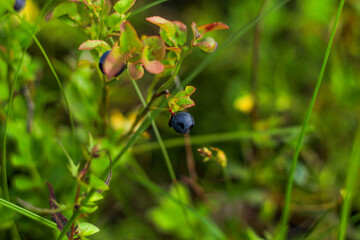 blueberries in the forest in Scandinavia