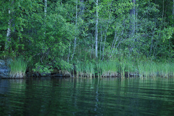 lake in the forest with mysterious water and reeds