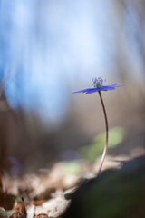Hepatica transsilvanica flower blooming in the forest in spring season
