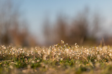 Wild flowers in the field on the hills