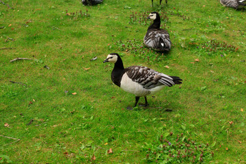 duck on the grass in finland