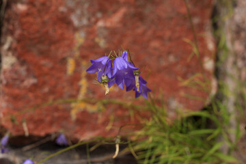 purple flowers bluebells