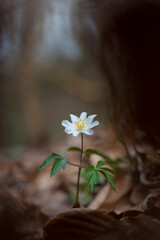 Anemone nemorosa flower in the forest