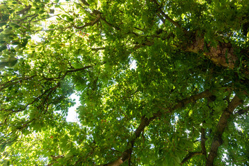 Looking up at leaves and branches of a horse chestnut tree in early summer.