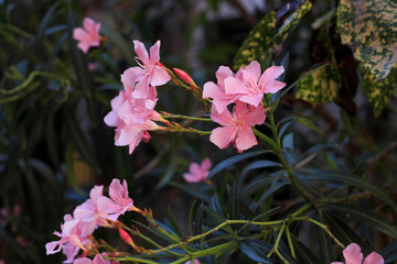 pink flowers in the garden