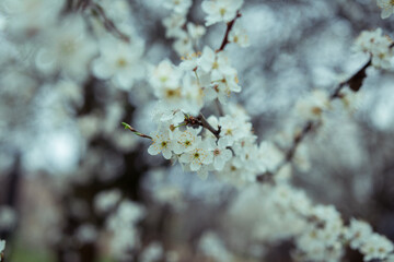 Wax cherry flower in blooming spring season