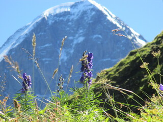 North face of the Eiger Mountain, seen from Mannlichen, Switzerland