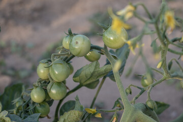 Tomate cherry sin madurar en un huerto ecológico