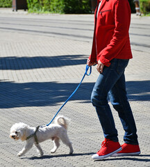 Young man is walking the dog on the street