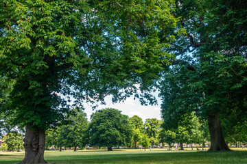 Horse chestnut trees in Prospect Park in Reading, UK on a sunny summer day.