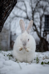 White rabbit in the snow