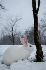 White rabbit in the snow
