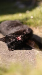 cat's yawning