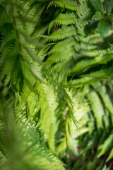 Fern plants in the forest in nature