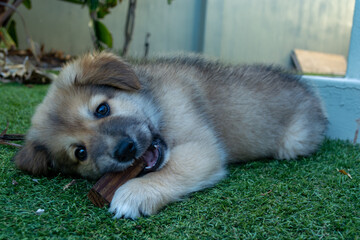 Rescue Puppy Playing and relaxing like the goodest boy