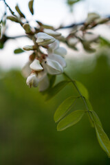 Acacia flowers in the tree in spring season