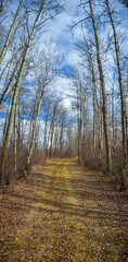 path in the woods