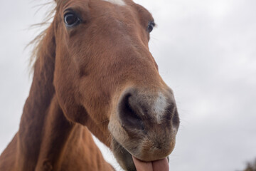 A closeup of a brown horse's face and snout