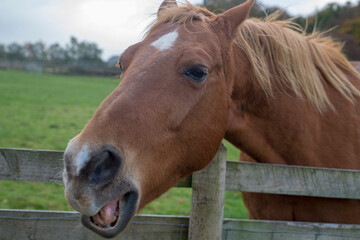 A closeup of a brown horse's face and snout