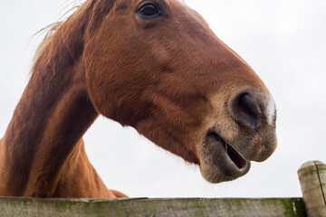 A closeup of a brown horse's face and snout