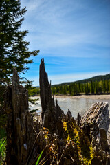 stump by river