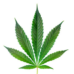 Cannabis leaf isolated on a white background