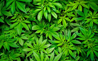 Green cannabis plants growing in the field. Top view Background