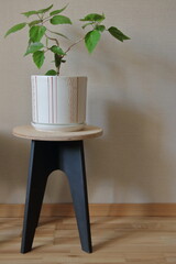 indoor plant in a pot on a stool