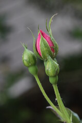 Three rosebuds