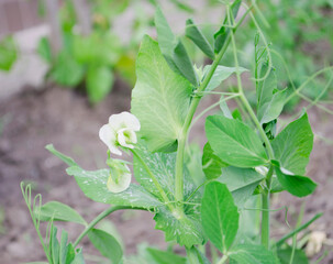 Vegetables and salads in the garden. Green and red lettuce, peas and cabbage growing on the ground. Spring harvest.