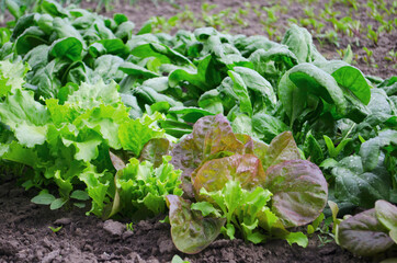 Vegetables and salads in the garden. Green and red lettuce, peas and cabbage growing on the ground. Spring harvest.