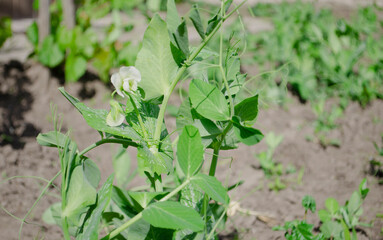 Vegetables and salads in the garden. Green and red lettuce, peas and cabbage growing on the ground. Spring harvest.
