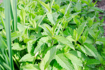 The mint plant and lemon balm are grown in the garden. Fragrant plant under the spring rays of the...
