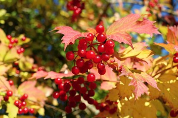Red berries of viburnum bush with yellowing leaves. Close up.