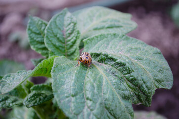 Macro Photo of the Beetle Colorado Beetle. The texture of the Colorado striped beetles sits on the leaves of a potato. May photo of a harmful insect.
