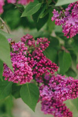 lilac flowers with green leaves close up