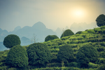 Beautiful  shot of a tea plantation  on a sunny day