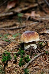Beautiful fresh young boletus in the spruce forest. Natural environment.