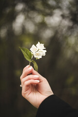 A girl with a beautiful manicure holds a flower in her hands against the background of nature. Close-up photo of hands, french manicure
