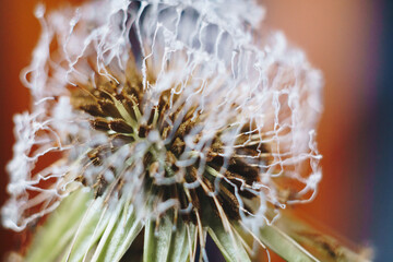 close-up of burnt dandelion fluff